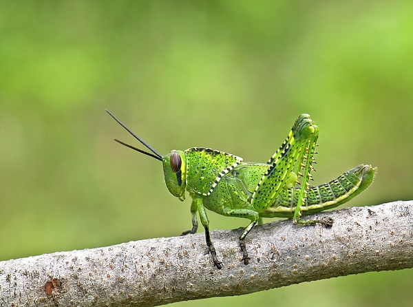 Fine Art Photography - Macro photography of a selling Grasshopper - Wall decorations - Digital insect print - Animal photographs - Home Decor