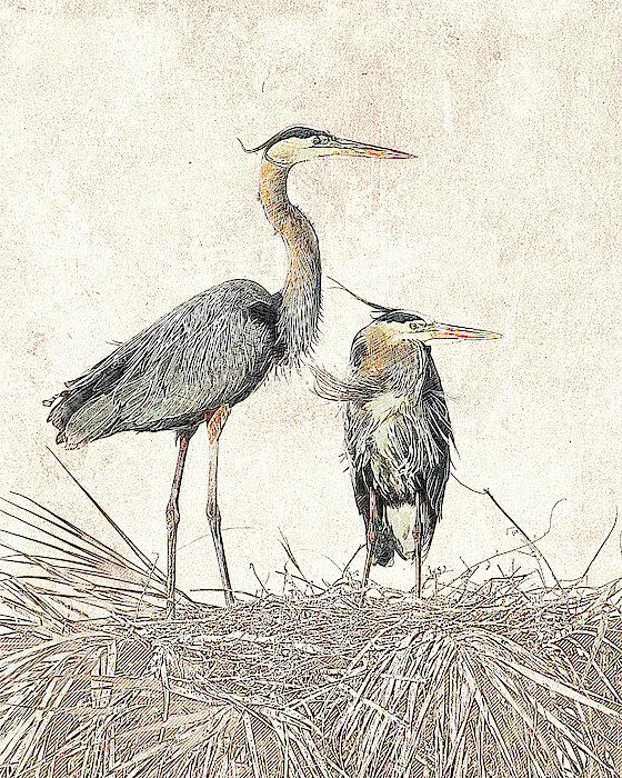 Bird Photographs