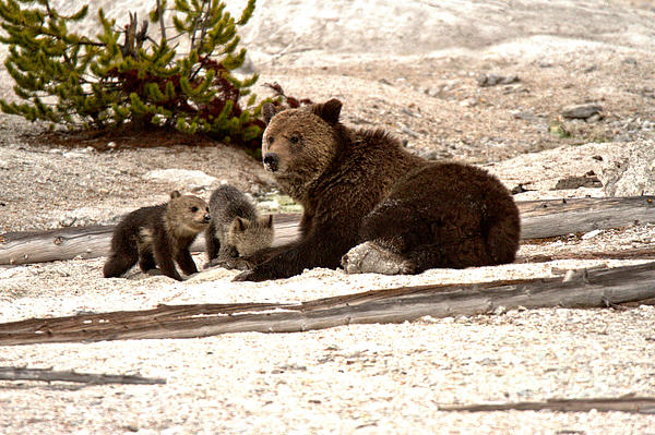 Grizzly Bear Family Relaxing At Roaring Mountain Hand Towel by Adam Jewell  - Adam Jewell - Artist Website
