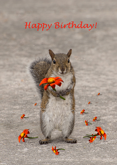 What Do You Meme?® Greeting Card - Birthday Card (Shocked Squirrel