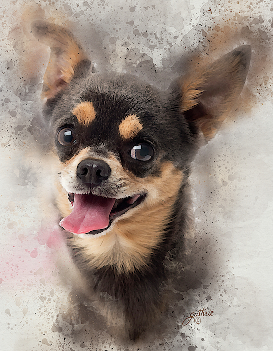 https://images.fineartamerica.com/images/artworkimages/medium/2/happy-chihuahua-john-guthrie.jpg