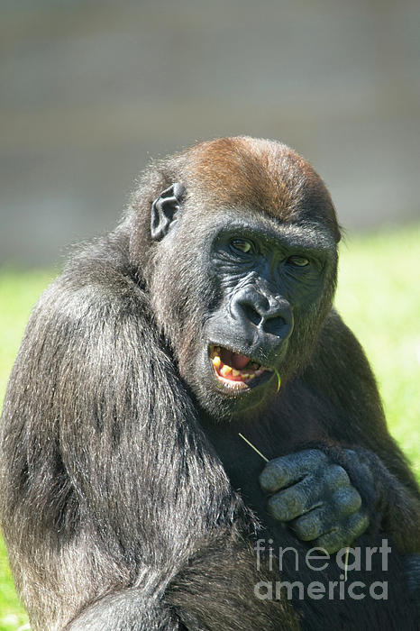 https://images.fineartamerica.com/images/artworkimages/medium/2/happy-gorilla-lope-rawshutterbug.jpg