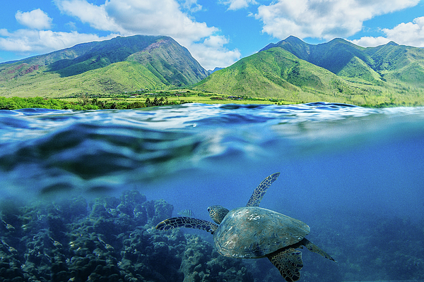 Reef Art
