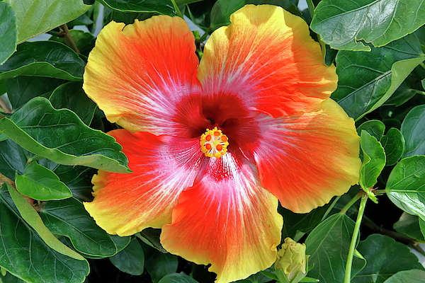 Daniel Caracappa - Hawaiian Sundown Hibiscus Flower