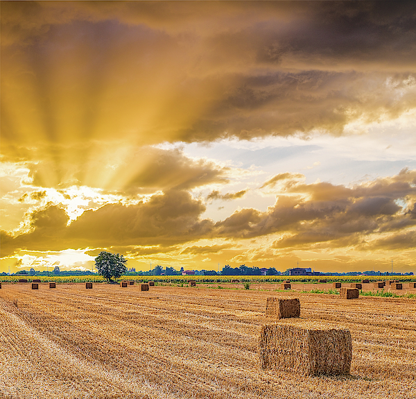 hay bales drying in Italian country fields Fleece Blanket by