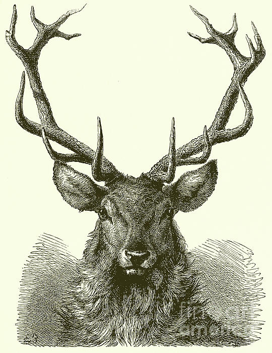How to Draw a Deer Face