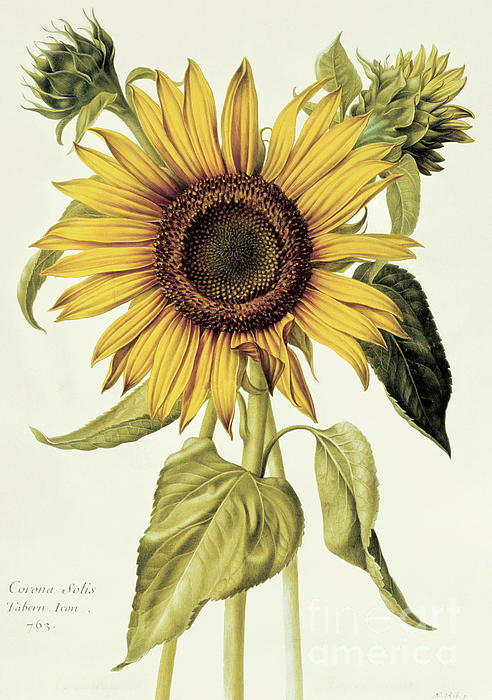 Helianthus Annuus Sunflower Iphone 11 Case For Sale By Nicolas Robert