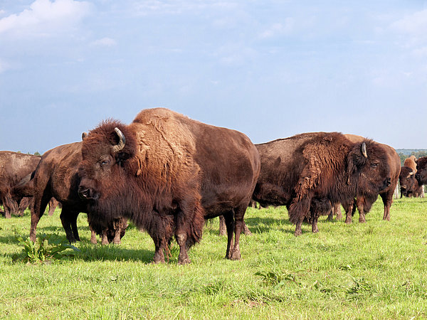 Herd Of American Buffalo Puzzle for Sale by Stockcam