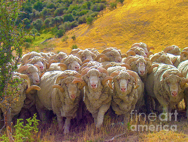 Leslie Struxness - Herding Merino Sheep