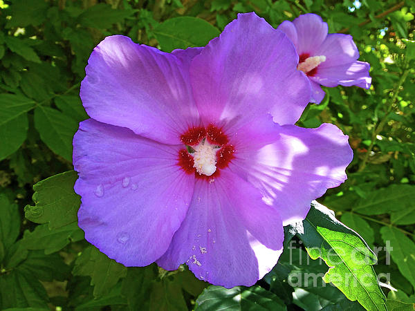 Jasna Dragun - Hibiscus Purple