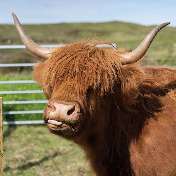 Highland Cow Photo With Tongue Out. Color Cow Photo. 