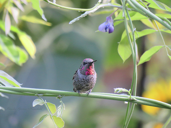Brooks Garten Hauschild - Hummer in the Wisteria - Hummingbirds - Nature Photography - Avian Art