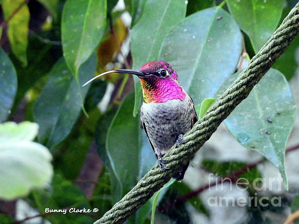 Bunny Clarke - Hummingbird Raspberries