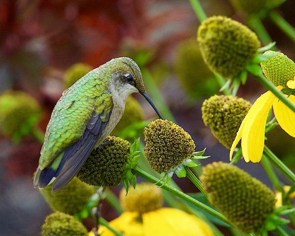 Hummingbird with Yellow Coneflower Hand Towel by Hermes Fine Art