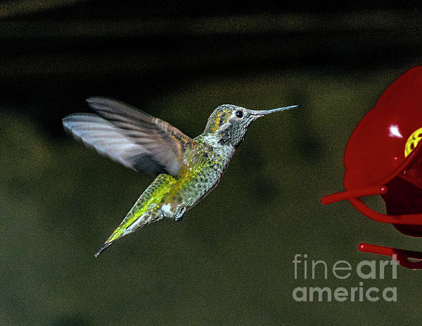 David Zanzinger - Hummingbird Small Colorful Iridescent Feathers