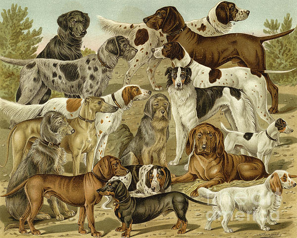 Hunting dogs Jigsaw Puzzle by German School - Pixels