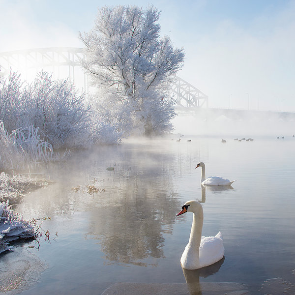 E.m. Van Nuil - Icy Swan Lake