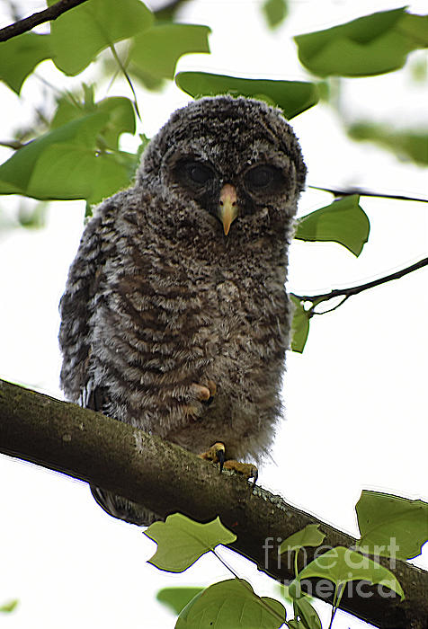 Skip Willits - Immature Barred Owl