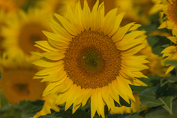 Lynn Hopwood - Intricate design of the sunflower