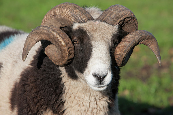 Jacobs Sheep Greeting Card by Martin Child