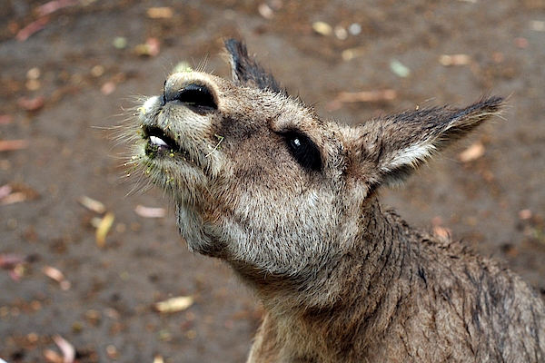 https://images.fineartamerica.com/images/artworkimages/medium/2/kangaroo-head-detail-daniel-poloha.jpg