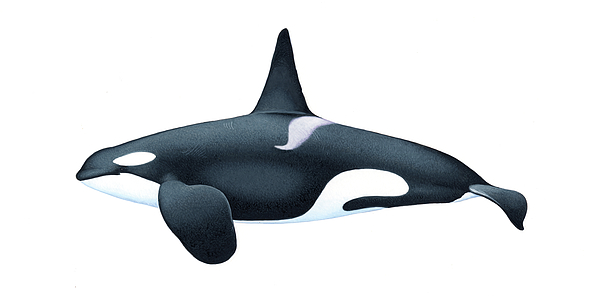 Killer Whale Or Orca Adult Male North east Atlantic Ecotype Onesie by Martin Camm Carwardine Naturepl Nature Picture Library