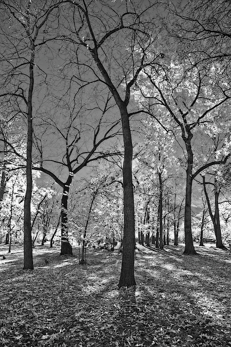 Tree Art