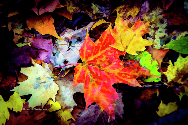 Leaves In Fall 2 Photograph