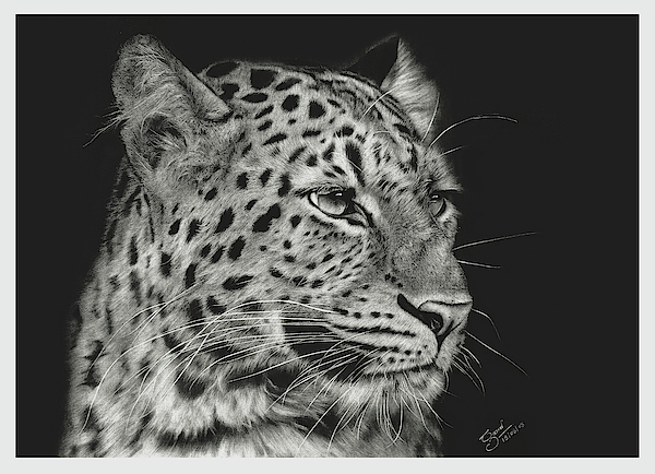 leopard - hyper realistic pencil Drawing Yoga Mat for Sale by Prabath Zoysa