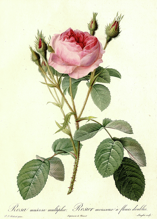 Les Roses, Rosa Muscosa Multiplex Greeting Card by Pierre-Joseph