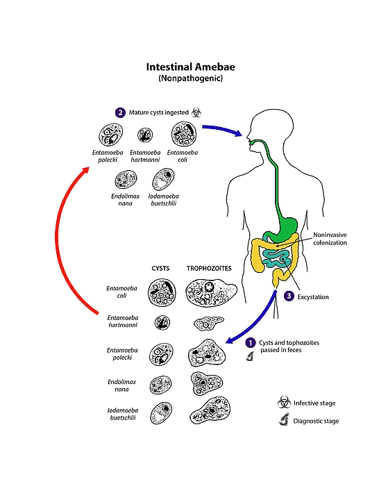 Life Cycle Of Non-pathogenic Intestinal Amoeba Greeting Card by Cdc ...