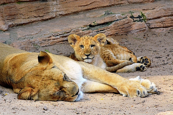 Lisa Wooten - Lioness And Cubs