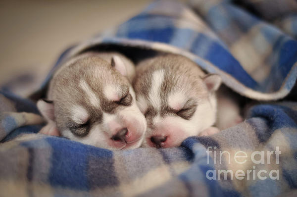 husky newborn puppies