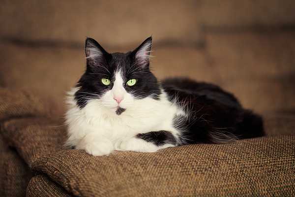 White cat online blanket