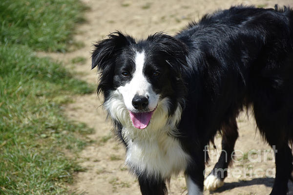 Looking Directly into the Face of a Border Collie Dog Fleece Blanket