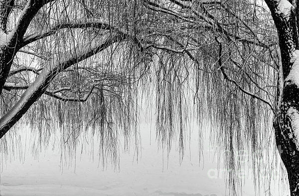 https://images.fineartamerica.com/images/artworkimages/medium/2/looking-through-the-willow-tree-celine-bisson.jpg