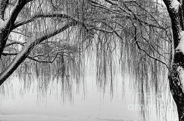 Looking through the willow tree Hand Towel