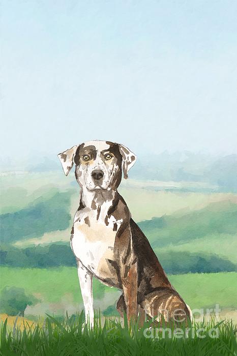 Leopard store print catahoula