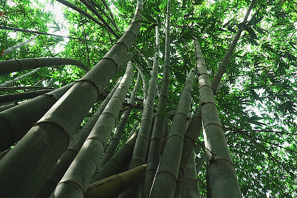 Low Angle Shot Of A Bamboo Forest Weekender Tote Bag For Sale By