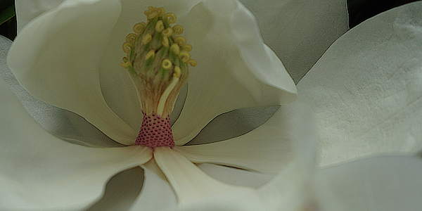 Alan Pickersgill - Magnolia flower