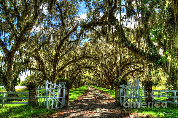Reid Callaway - Majestic Shadows Tomotley Plantation Live Oak Trees Lowcountry South Carolina Landscape Art
