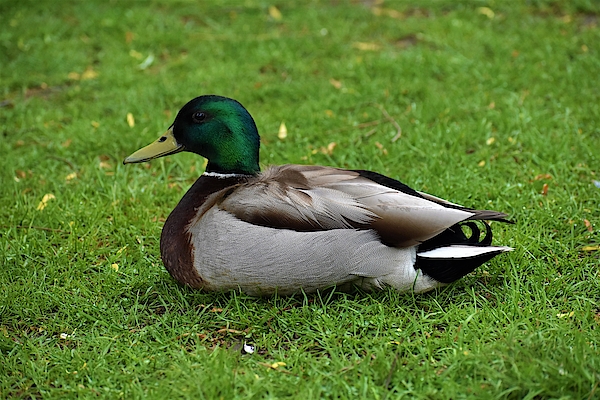 Mallard Duck 2 Hand Towel For Sale By C Sev Photography