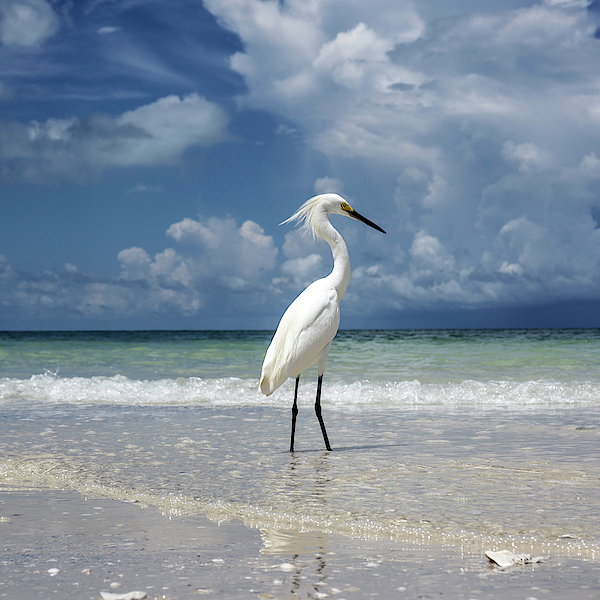 Bird Art