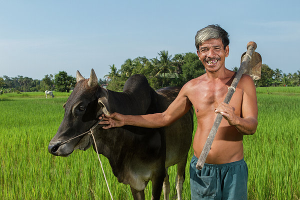 Matured Asian Farmer With Cow Greeting Card By Joakimbkk