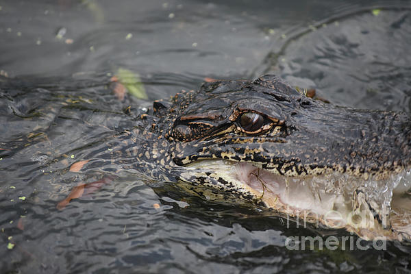 Alligator - Down In The Bayou - Grey Throw Pillow by Heather