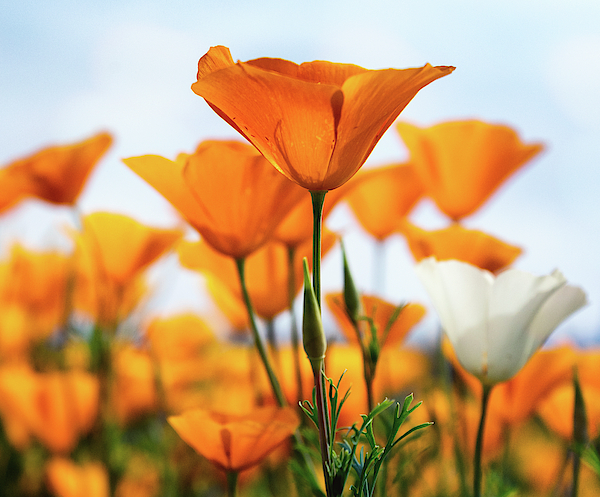 Mexican Poppy Square Jigsaw Puzzle by Saija Lehtonen - Pixels Puzzles