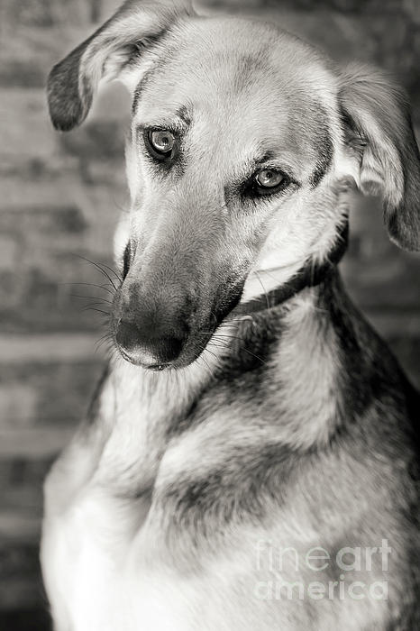 Premium Photo  Beautiful portrait of greyhound dog resting over a