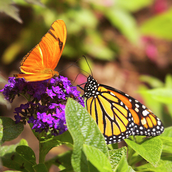 monarch butterfly face mask