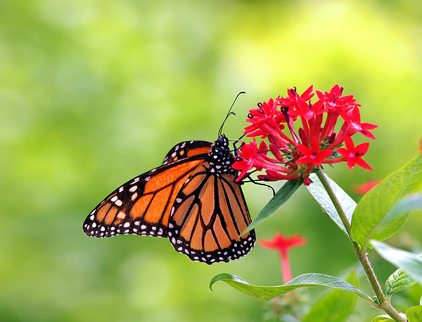 Monarch Butterfly Resting On Cassia Tree Leaf Tote Bag by Carol