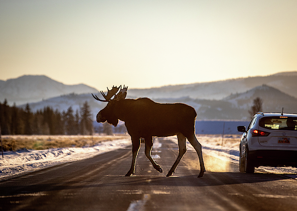 moose crossing duvet cover